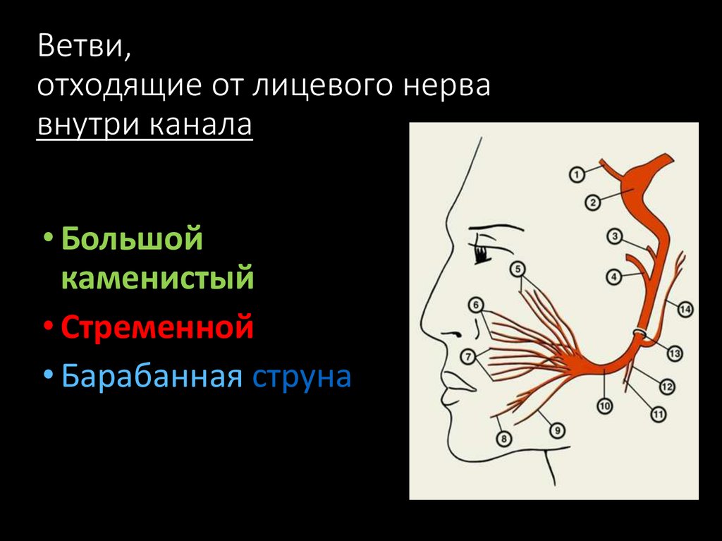 Лицевой нерв справа. Ветви лицевого нерва схема. Стременной нерв лицевого нерва. Схема иннервации лицевого нерва. Ход лицевого нерва неврология.