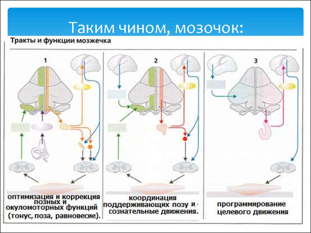 Мозжечок физиология. Афферентные проводящие пути мозжечка. Афферентные и эфферентные связи мозжечка. Строение мозжечка физиология. Эфферентные пути мозжечка.