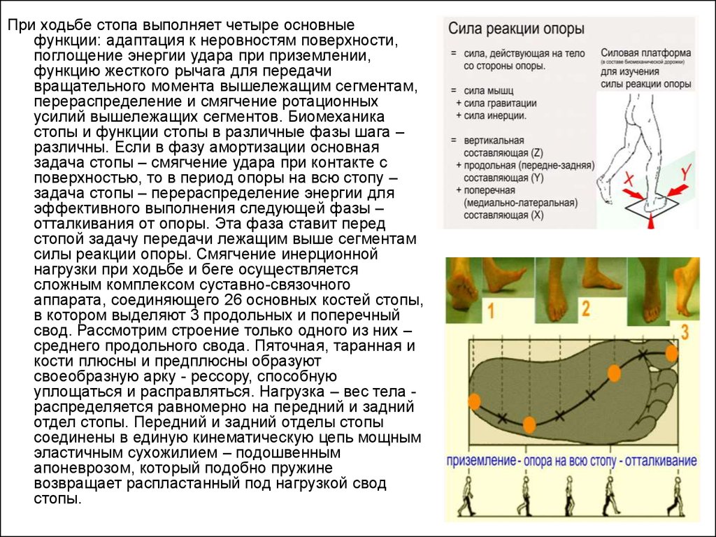 Стопа задачи. Механика стопы при ходьбе. Какие функции выполняет стопа. Точки опоры продольного свода стопы. Нагрузка на свод.