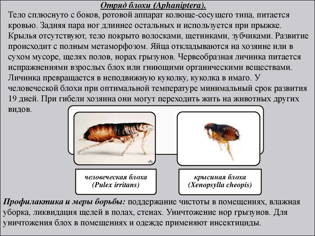 Тип развития блох. Отряд блохи. Признаки отряда блохи. Отряд блохи виды. Насекомые переносчики возбудителей заболеваний таблица.