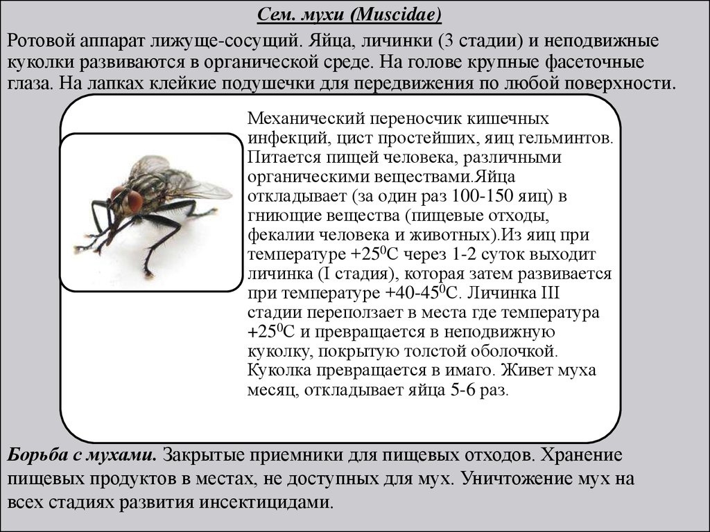 Презентация медицинская арахноэнтомология