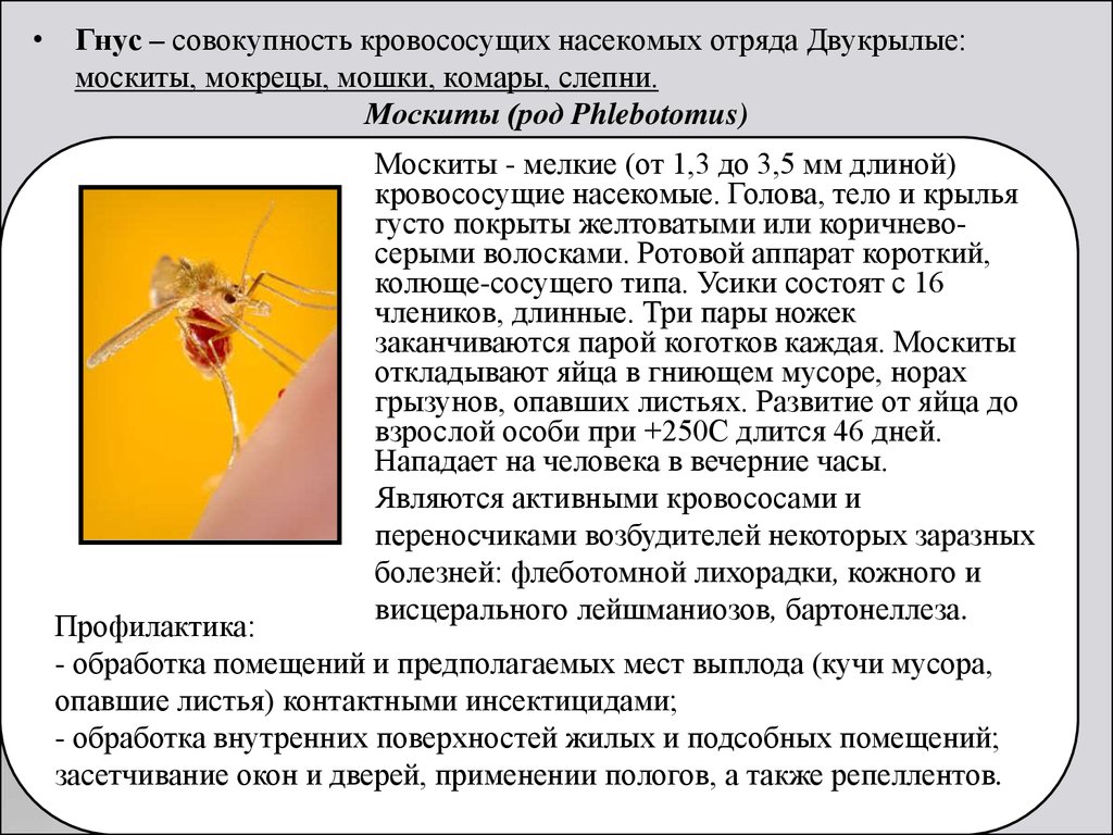 Насекомые переносчики заболеваний человека проект