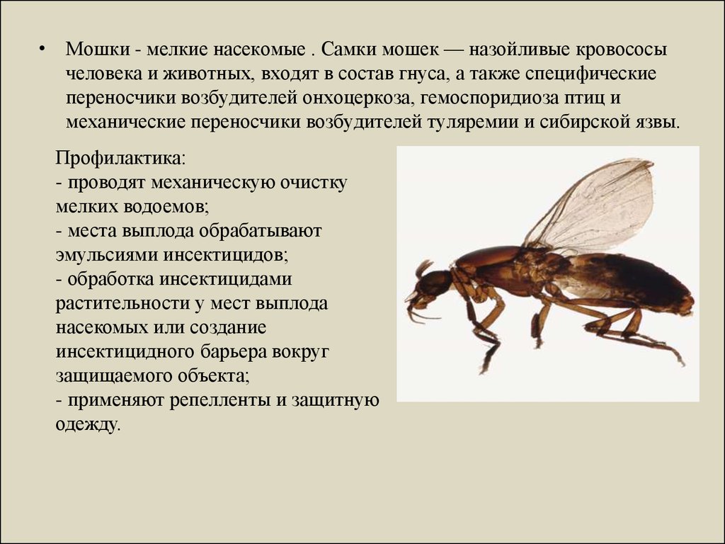 Проект по биологии 7 класс на тему насекомые переносчики заболеваний человека