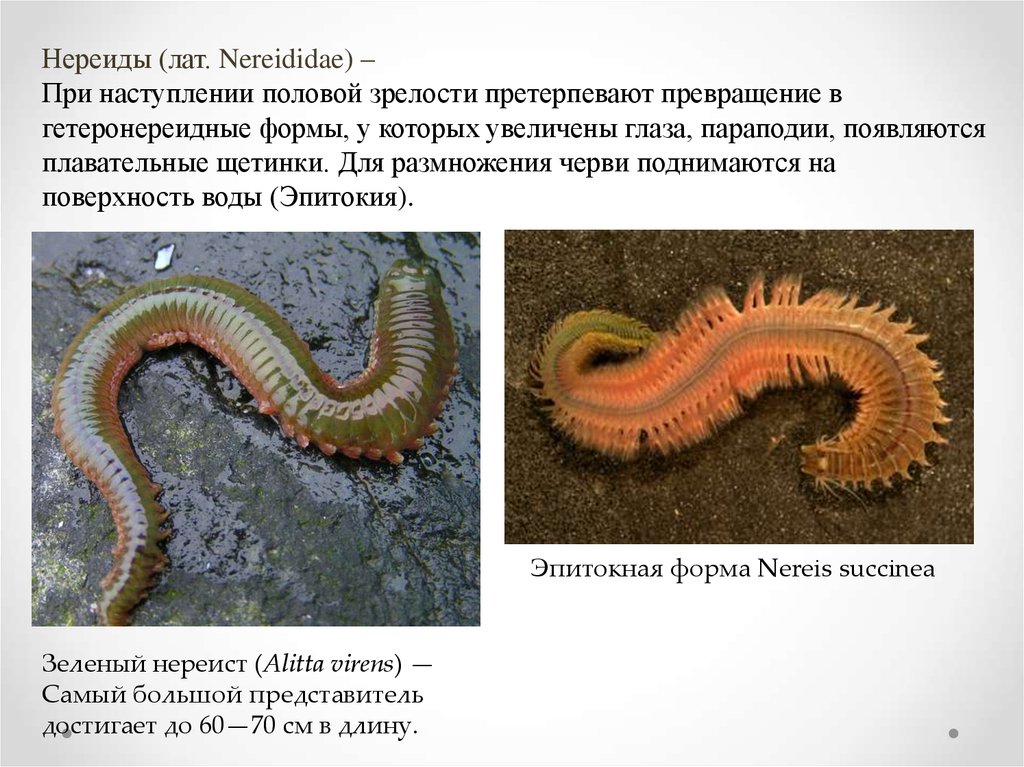 От каких животных произошли кольчатые черви моллюски
