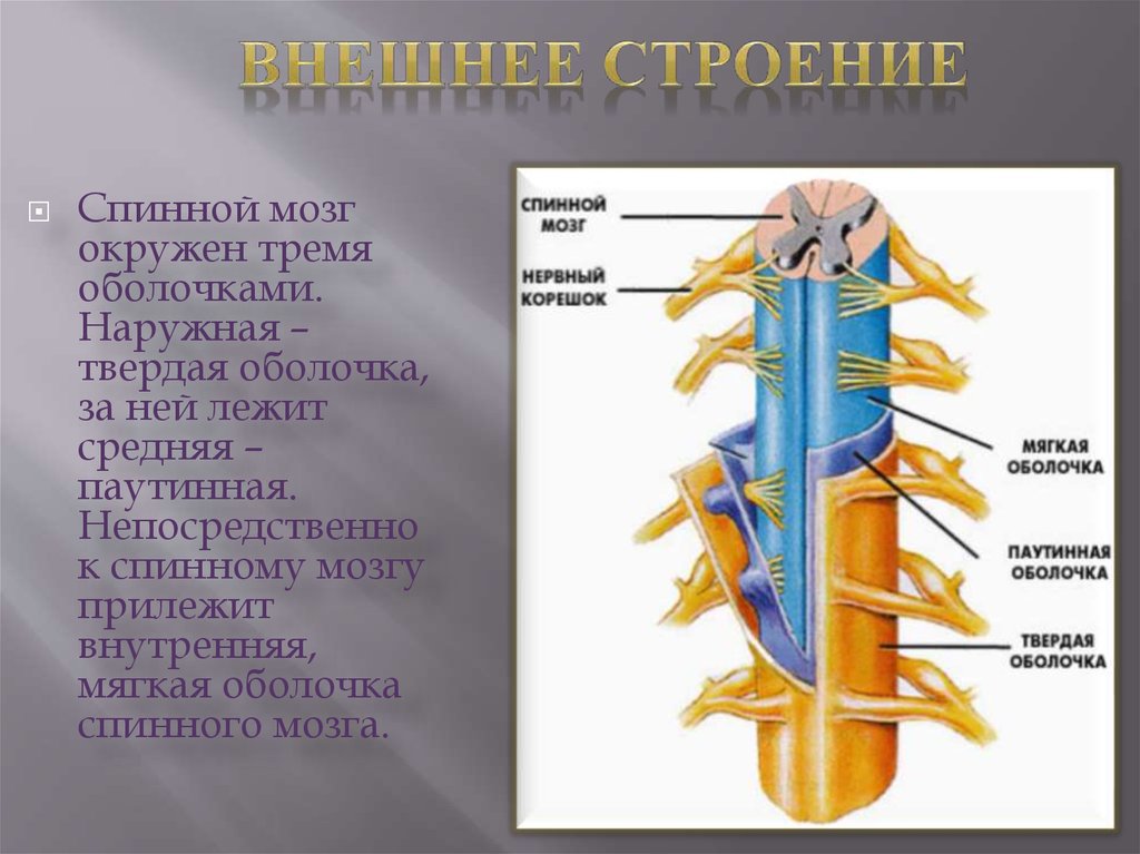 Биология 8 строение нервной системы спинной мозг