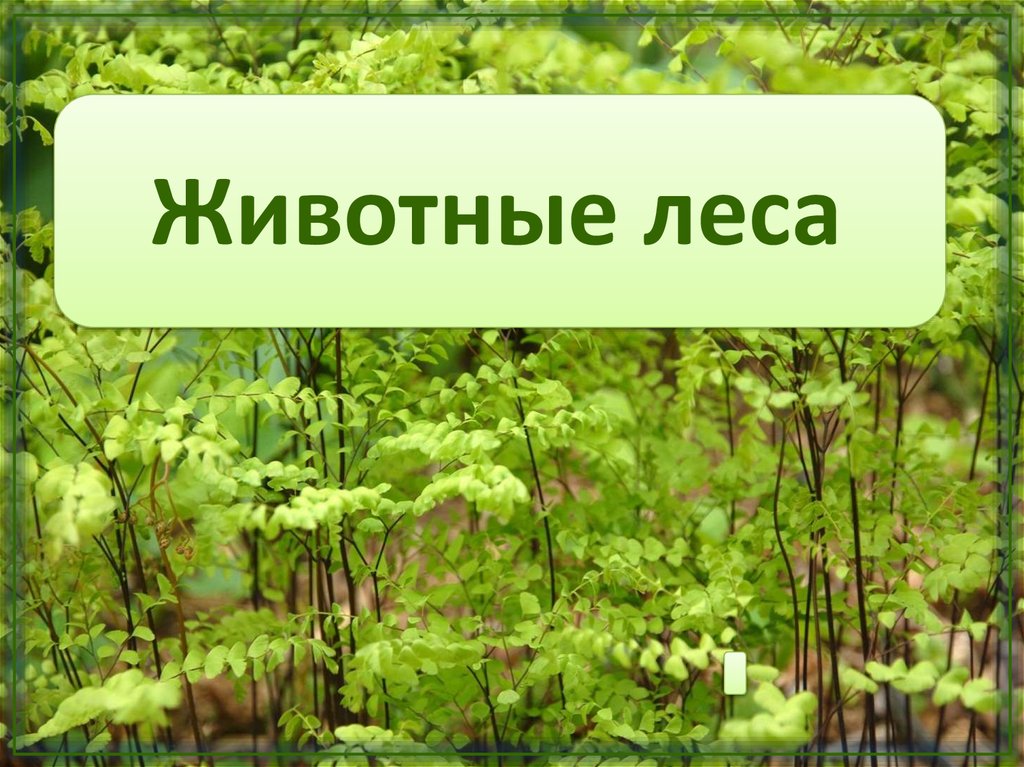 Животные леса текст. Обитатели леса. Лесные обитатели с надписями. Лес для презентации. Презентация на тему лес.