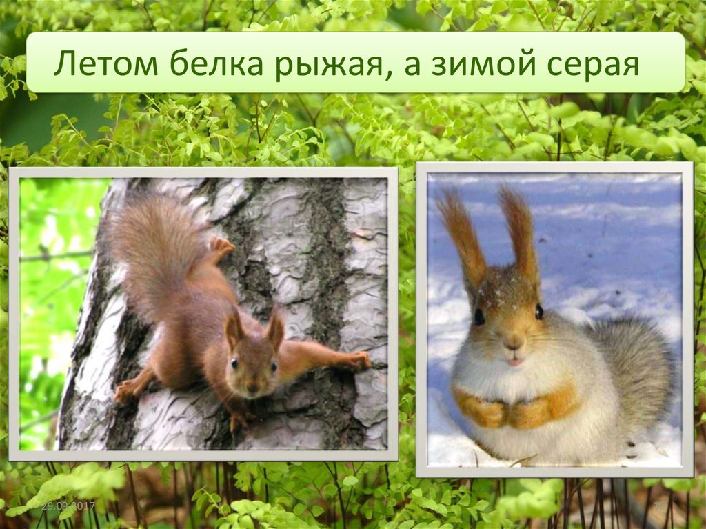 Изменения жизни животных летом 5 класс биология. Белка зимой и летом. Животные зимой и летом. Белка летом. Белка цвет зимой и летом.