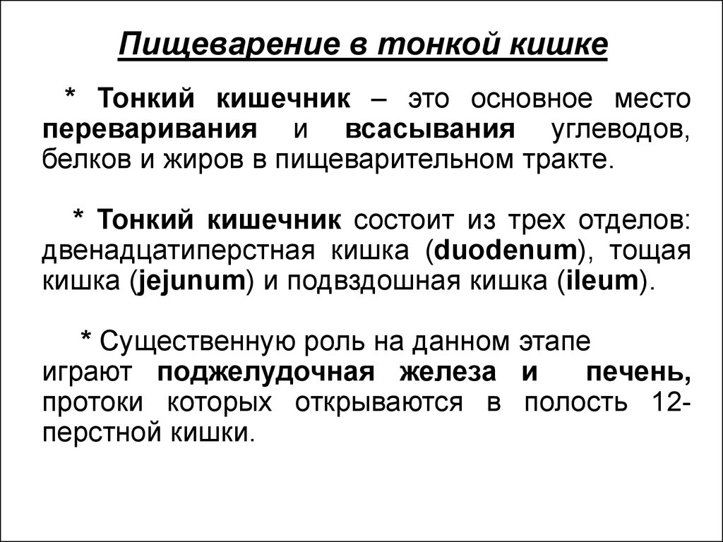 Пищеварение в тонком кишечнике. Пищеварение в тонкой кишке. Этапы пищеварения в кишечнике. Этапы процесса переваривания пищи в тонком кишечнике.