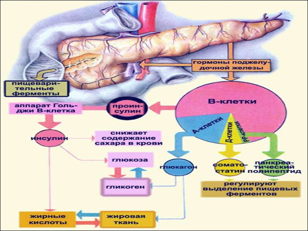 Пищеварительная роль поджелудочной железы. Функции поджелудочной железы в организме человека. Физиология поджелудочной железы. Гормоны и ферменты поджелудочной железы. Роль поджелудочной железы в организме.