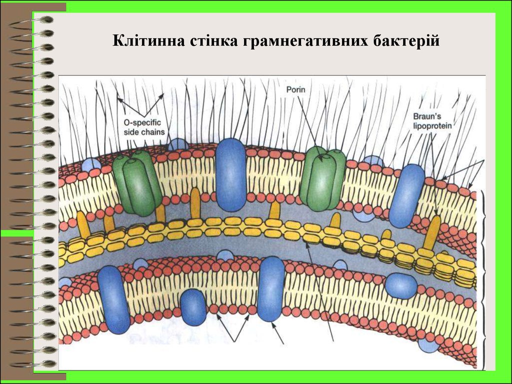 Имеет клеточную стенку из муреина. Муреиновый слой. Муреиновая оболочка бактерий. Муреиновая клеточная стенка у бактерий. Муреин у бактерий.