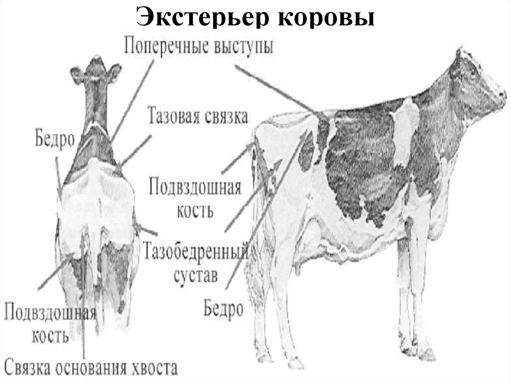 Пороки и недостатки экстерьера