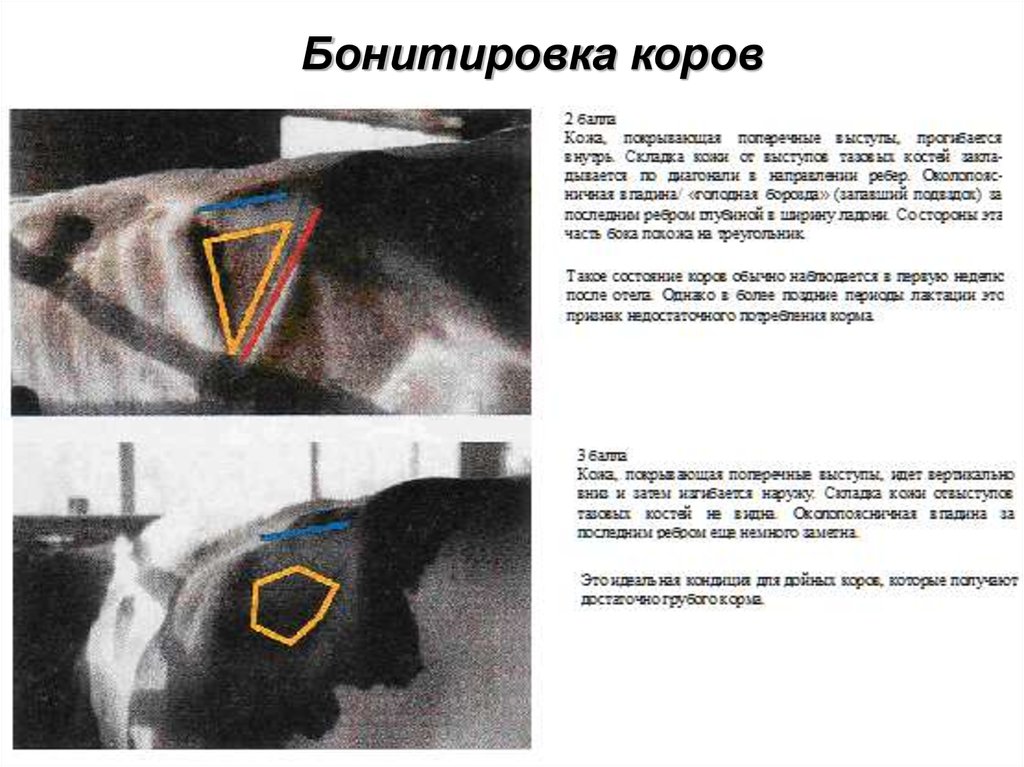 Бонитировка коров