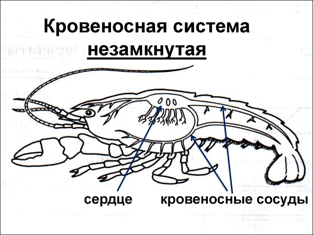 У каких животных незамкнутая