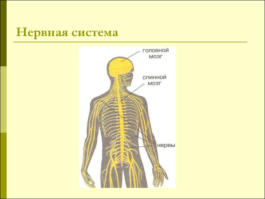 Какие органы входят в нервную систему человека. Нервная система органов схема. Нервная система человека 4 класс окружающий мир схема. Нервная система человека схема 3 класс. Нервная система человека строение 4 класс.