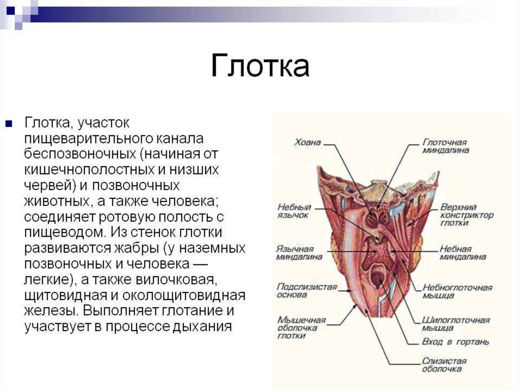 Глотка рисунок с обозначениями