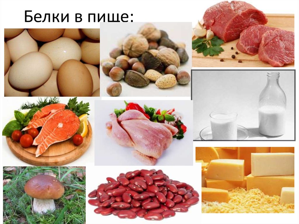 Белки в продуктах презентация