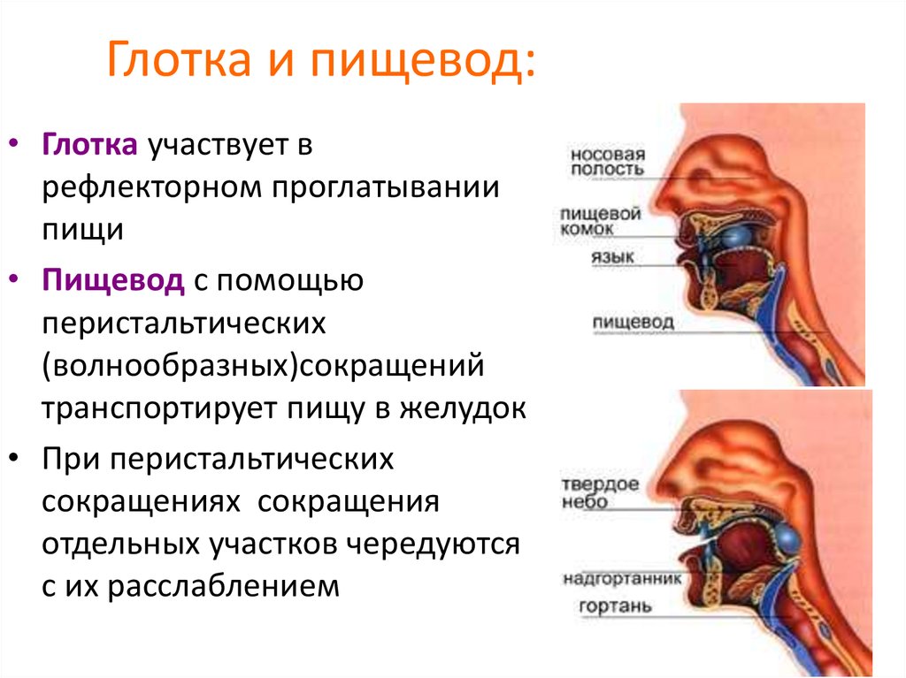 Вход в пищевод фото