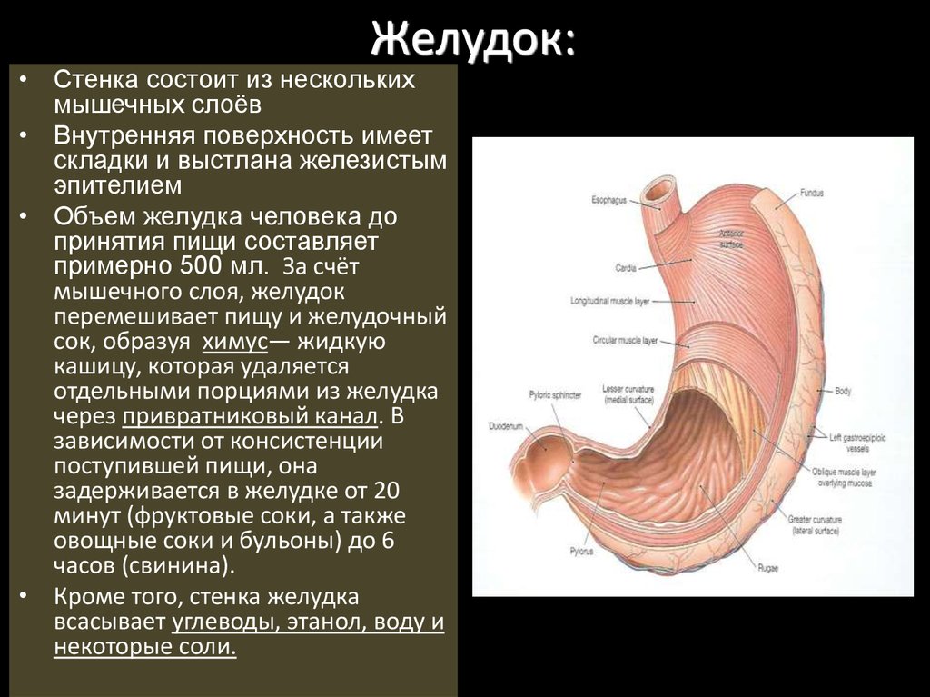 Частями желудка являются. Строение стенки желудка анатомия. Внутреннее строение желудка. Строение стенки желудка слои. Внешнее строение желудка анатомия.