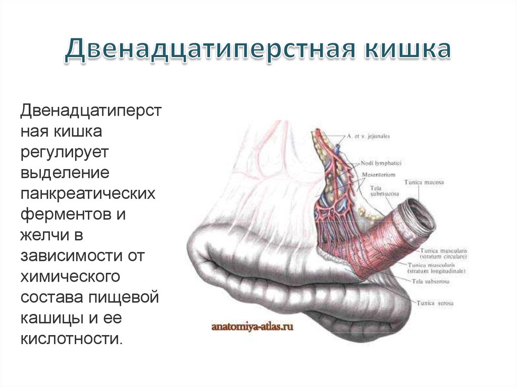 Работа 12 перстной кишки