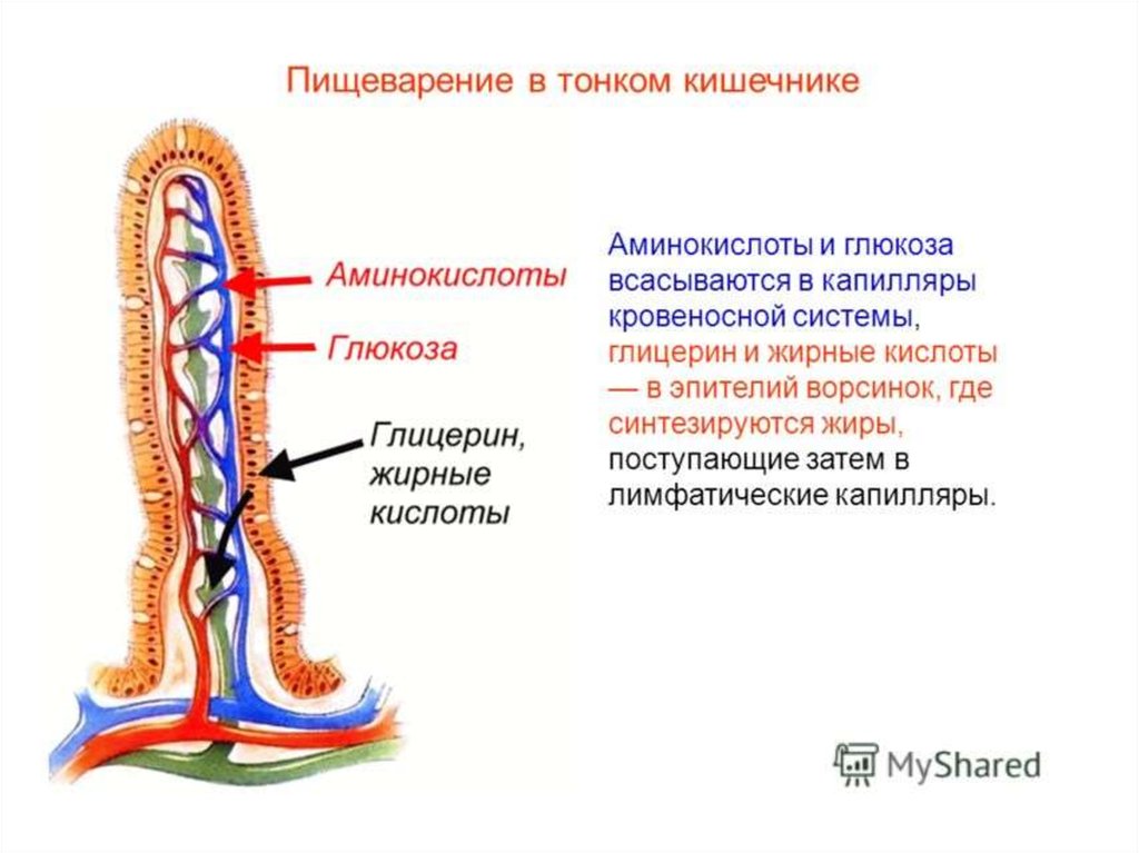 Пищеварение в тонком. Схема переваривания в тонком кишечнике. Пищеварение и всасывание в тонком кишечнике. Всасывание в тонком кишечнике. Строение кишечной ворсинки.. Строение микроворсинок.