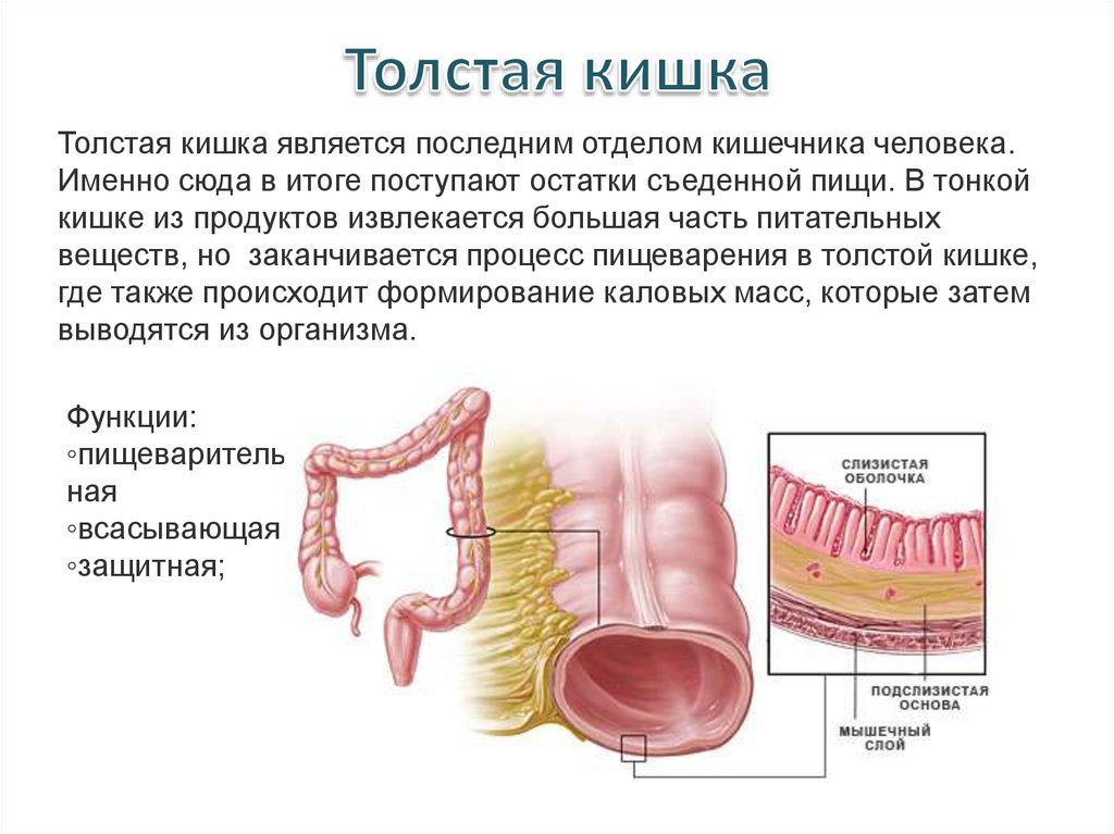 Функции толстого кишечника