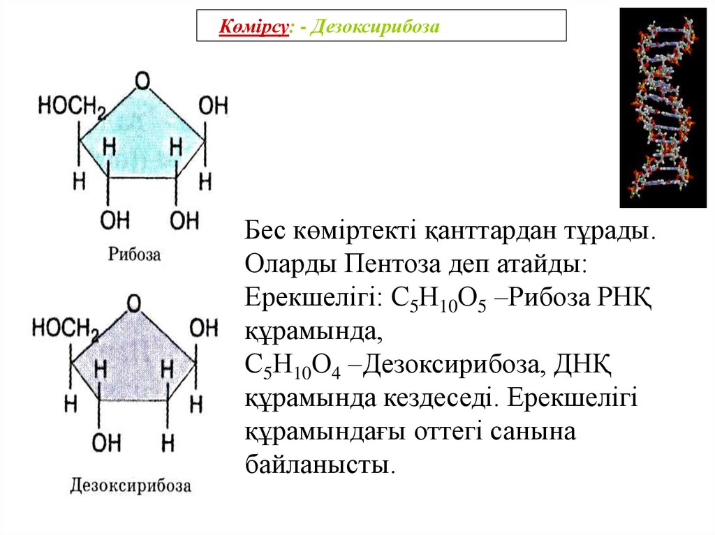 Строение рибозы