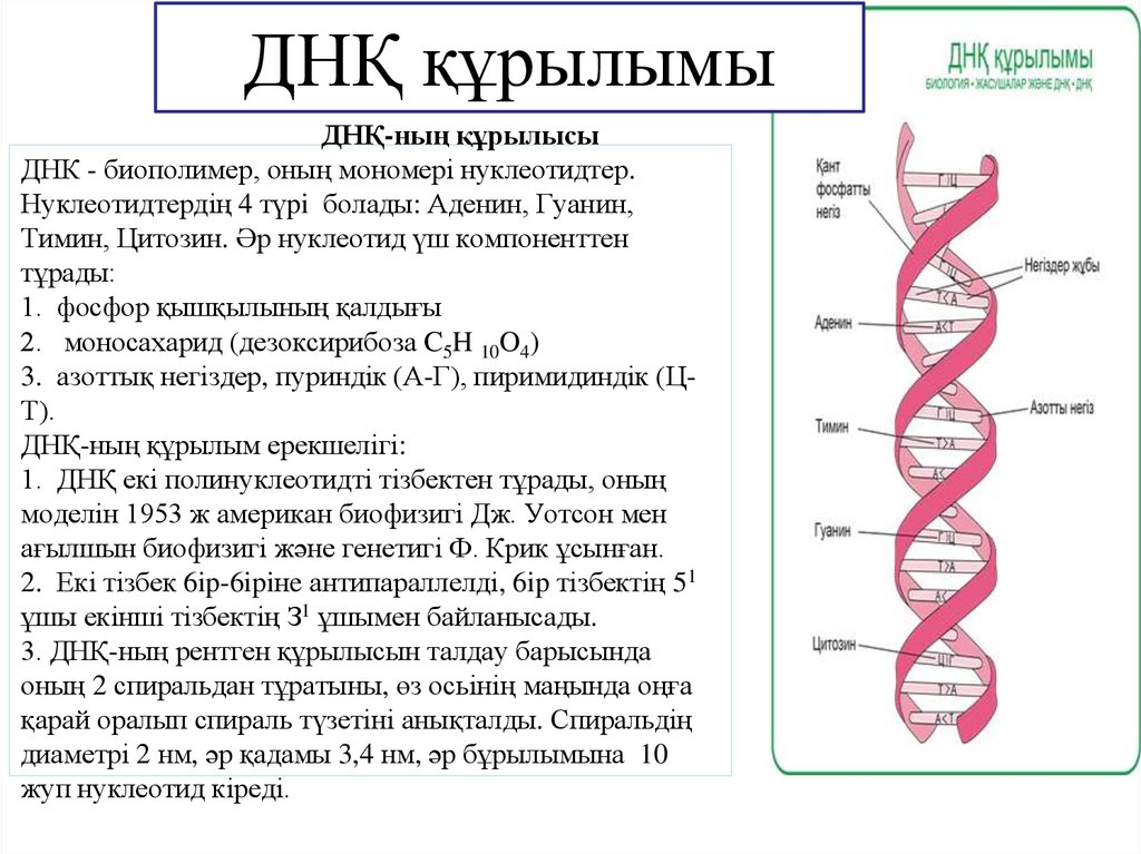 Удваивается молекула днк. ДНК человека схема. ДНК деген не. Репликация ДНК структура ДНК. Роль РНК В репликации ДНК.