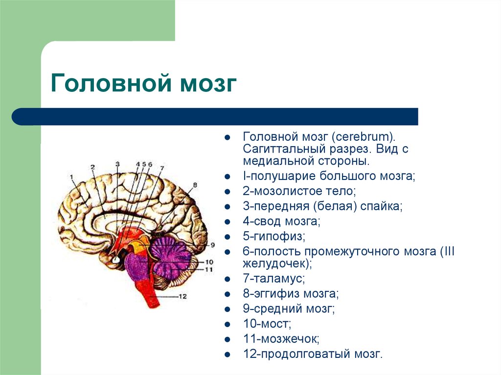 Элементы мозга. Сагиттальный разрез головного мозга (медиальная поверхность). Отделы головного мозга на сагиттальном разрезе. Средний мозг строение Сагиттальный разрез. Промежуточный мозг Сагиттальный разрез.