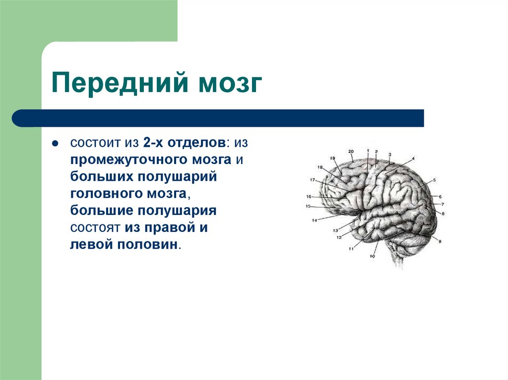 Размер переднего мозга
