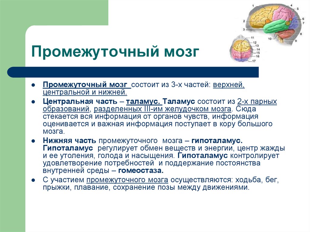 Мозг состоит из. Промежуточный мозг состоит. Промежуточный мозг состоит из трех частей. Из чего состоит промежуточный мозг. Промежуточный мозг состоит из 3 частей верхней центральной и.