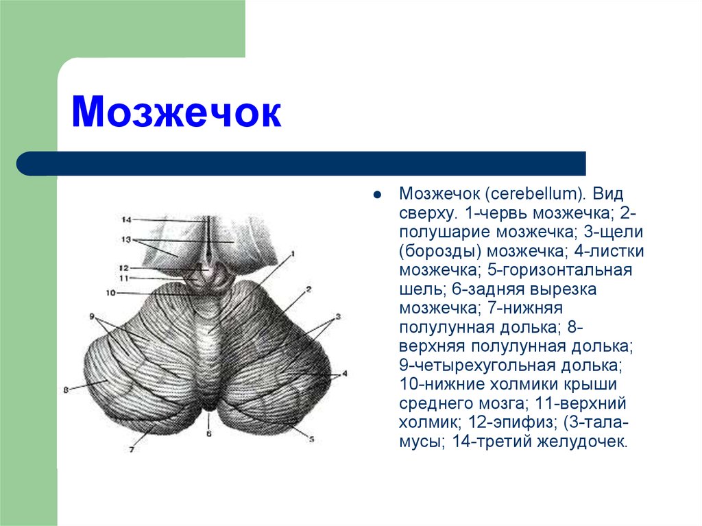 Строение мозжечка рисунок с подписями