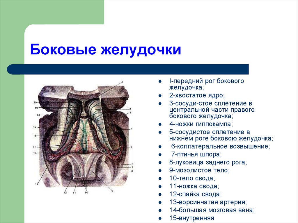 Медиальная стенка. Передний Рог бокового желудочка. Птичья шпора бокового желудочка. Коллатеральное возвышение желудочка. Нижний Рог бокового желудочка.