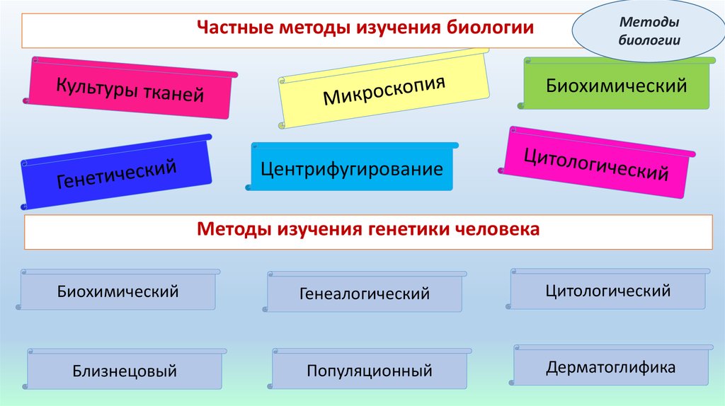 Какой метод биологических исследований был использован для получения изображения на данном рисунке