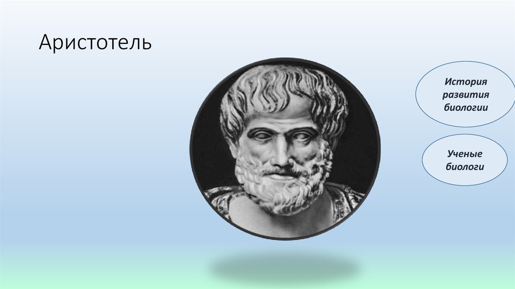 История биологии ученые. Аристотель биолог. Аристотель основоположник биологии. Аристотель история животных. Аристотель отец зоологии.