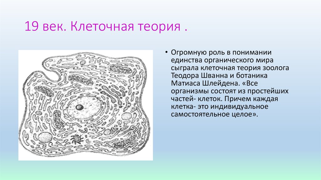 Комплексный организм состоящий из. Части клетки Шванна. Клеточная теория задания. Согласно клеточной теории клетка это. Клетка Шванна функция.