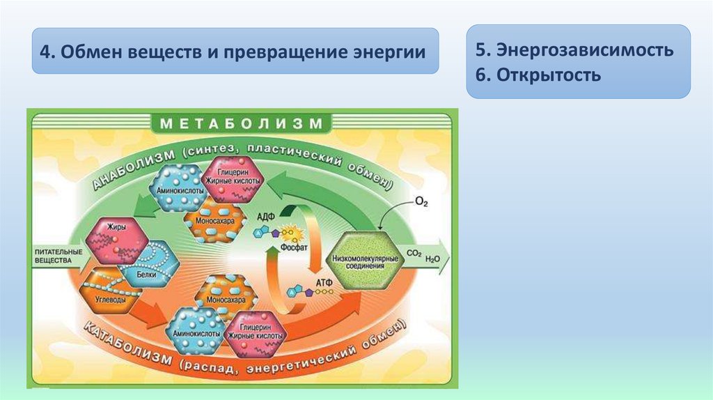 Обмен веществ 10 класс биология презентация