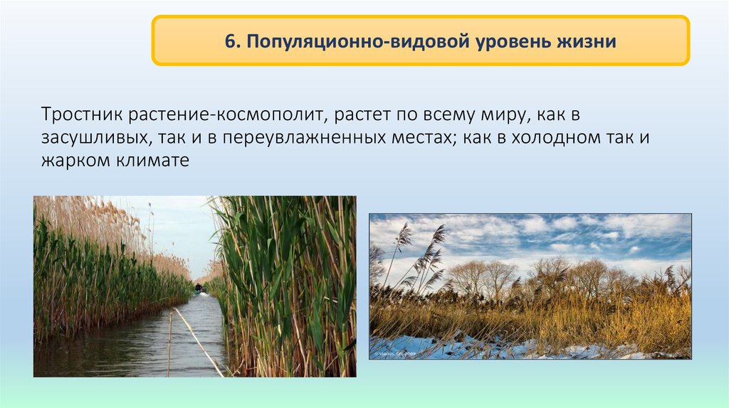 Особенности популяционно видового уровня жизни 10 класс биология презентация пономарева