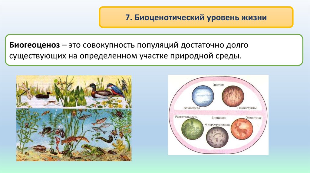 Рассмотрите изображения животных и растений определите какие биогеоценозы они населяют