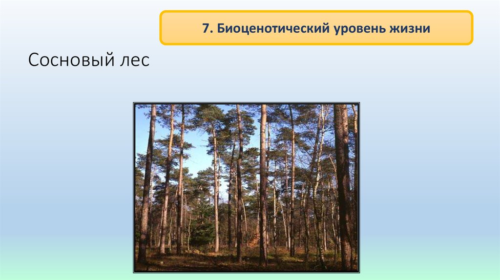 В сосновом лесу презентация 2 класс планета знаний