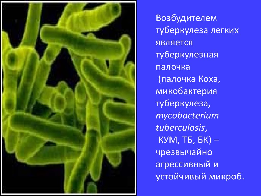 Заболевание туберкулез вызывают бактерии. Микобактерия палочки Коха. Палочка Коха Надцарство. Микобактерии возбудители туберкулеза. Палочка Коха возбудитель.