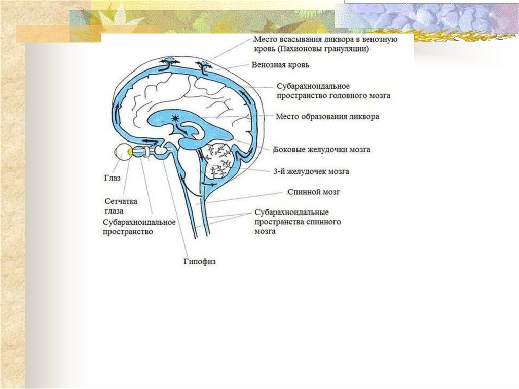 Ликворные изменения мозга. Циркуляция цереброспинальной жидкости схема. Ликворная система головного мозга схема. Схема оттока цереброспинальной жидкости. Ликворная система головного мозга. Желудочки головного мозга.