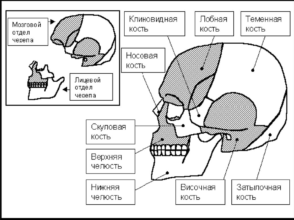 Какой цифрой на рисунке обозначена подвижная кость черепа человека ответ запишите