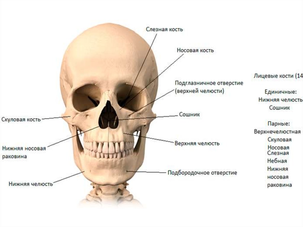 Лицевой скелет черепа. Строение лицевого черепа анатомия. Кости лицевого черепа анатомия строение. Строение костей лицевого отдела черепа. Носовая кость лицевого отдела черепа.