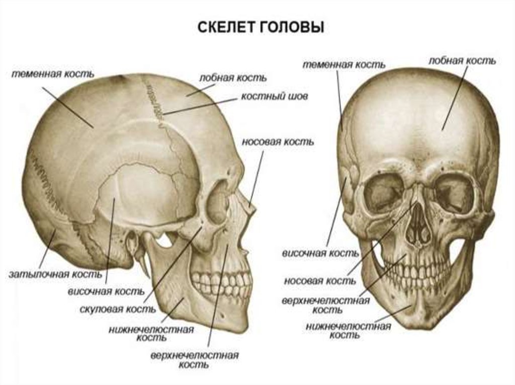 Череп части костей. Строение скелета головы человека. Лицевые кости черепа человека анатомия. Скелет головы череп строение. Анатомия костей мозгового отдела черепа.