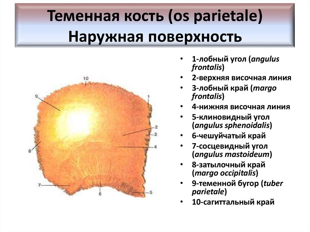 Укажите край. Теменная кость анатомия строение. Теменная кость анатомия наружная поверхность. Строение теменной кости черепа. Теменная кость кость строение.