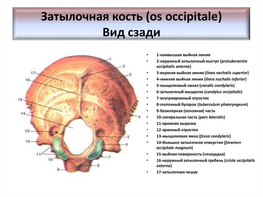Мыщелок черепа. Верхняя выйная линия затылочной кости. Затылочная кость кость анатомия. Строение черепа затылочная кость. Строение затылочной кости анатомия.