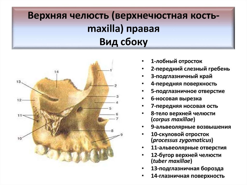 Верхняя челюсть рисунок анатомия