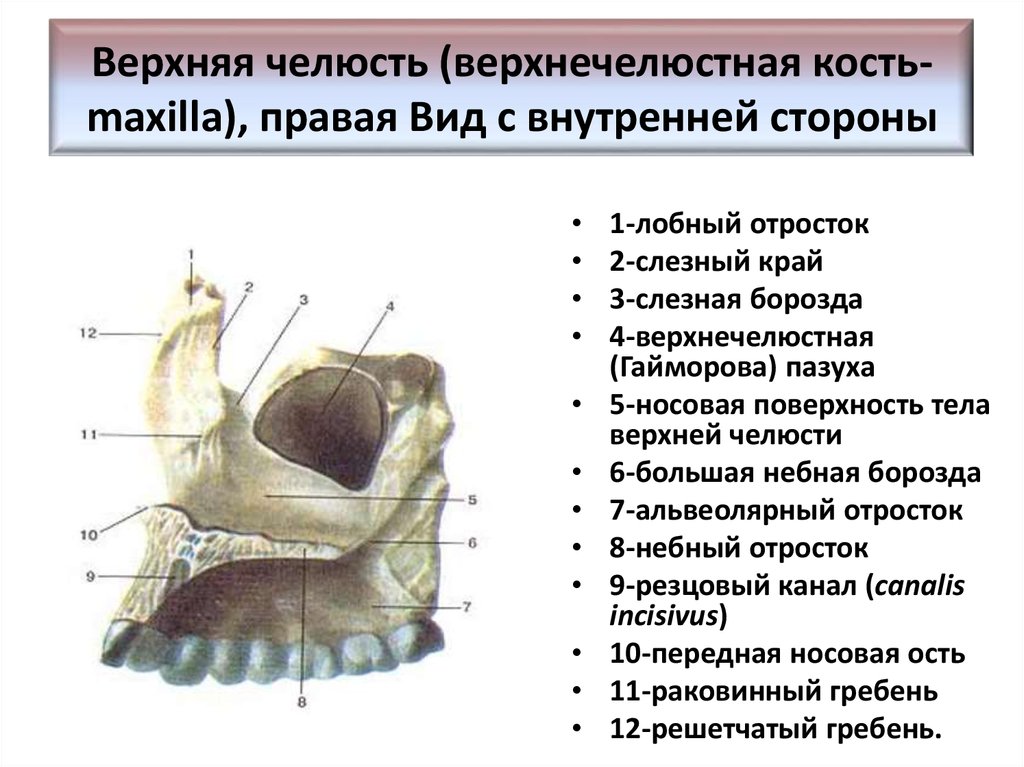 Клыковую ямку. Носовая поверхность верхней челюсти. Верхняя челюсть анатомия носовая поверхность. Носовая поверхность тела и лобный отросток верхней челюсти. Небный отросток верхней челюсти.