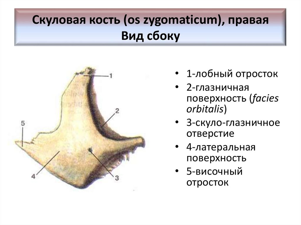 Анатомия скуловой кости. Скуловая кость, анатомические структуры.. Скуловая кость анатомия строение. Строение скуловой кости черепа. Скуловая кость черепа анатомия.