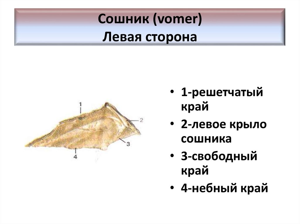 Сошник кость. Строение черепа сошник. Сошник кость черепа анатомия. Сошник кость строение. Строение сошника кости.